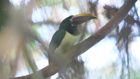 Toucan-on-a-branch-in-French-Guiana-zoo-(Ramphastos-toco)
